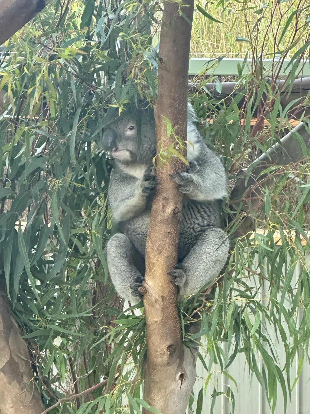 澳洲日常🌴🎧🐈