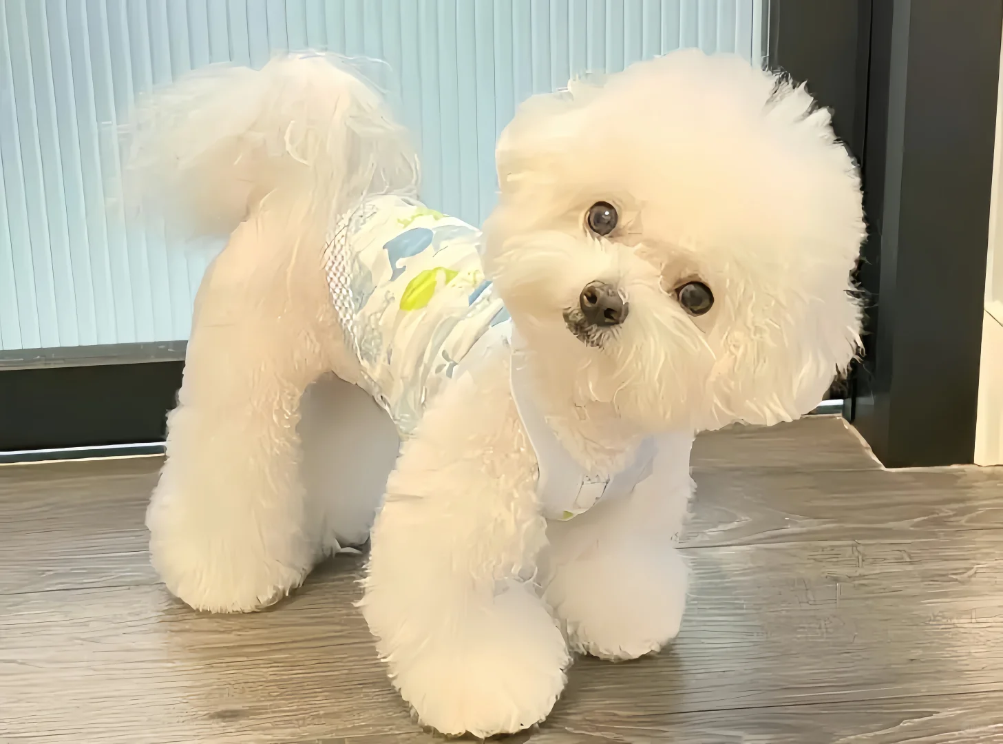 iPad壁纸🍥猫猫狗狗篇12