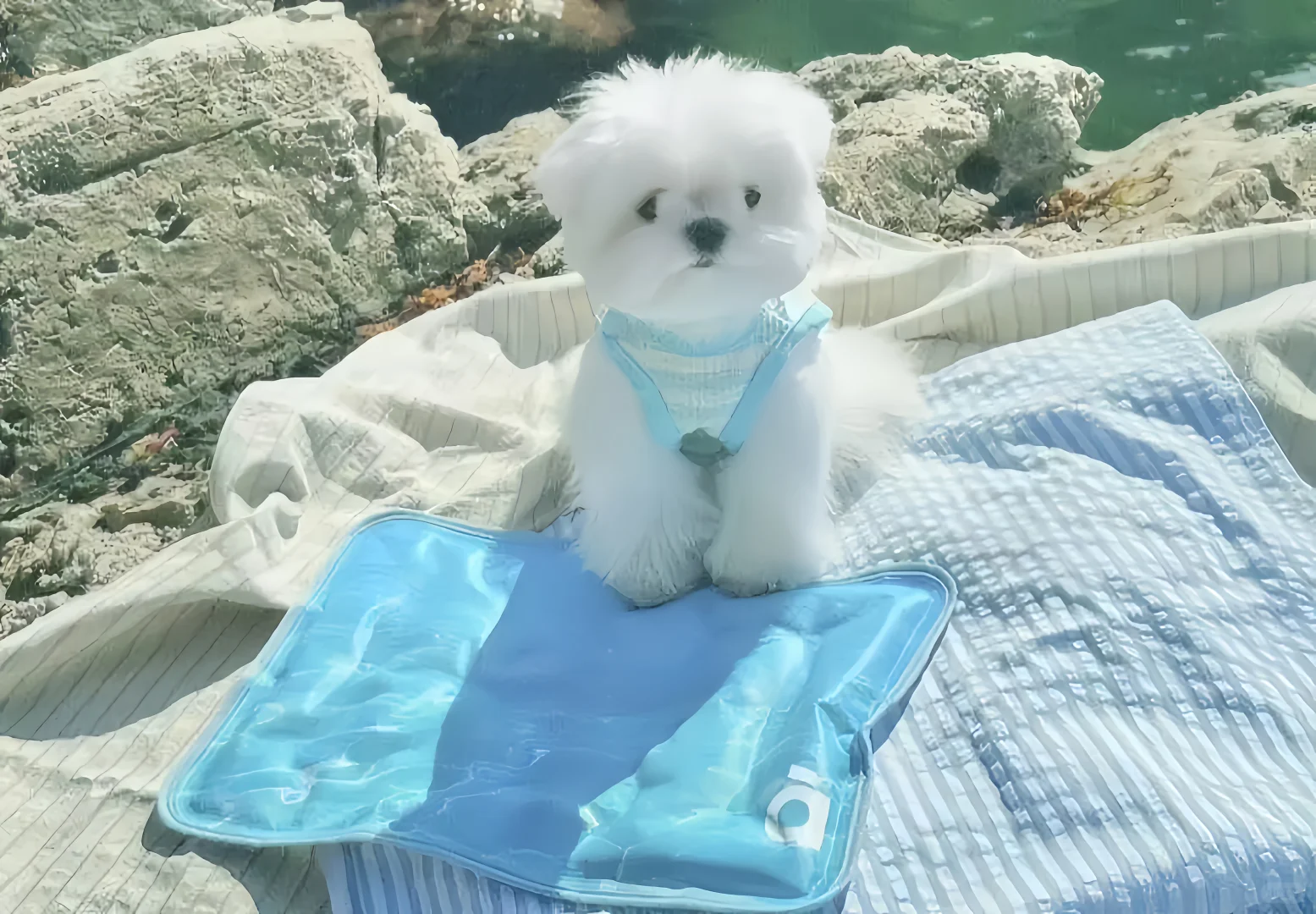 iPad壁纸🍥猫猫狗狗篇12