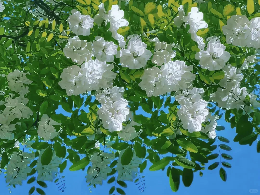 ◎ 𝙬𝙖𝙡𝙡𝙥𝙖𝙥𝙚𝙧｜电脑/平板壁纸