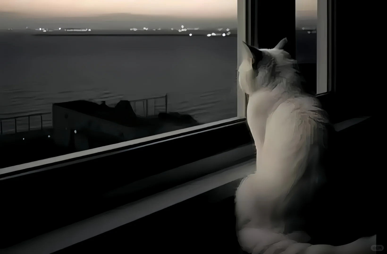 iPad壁纸🍥猫猫狗狗篇12