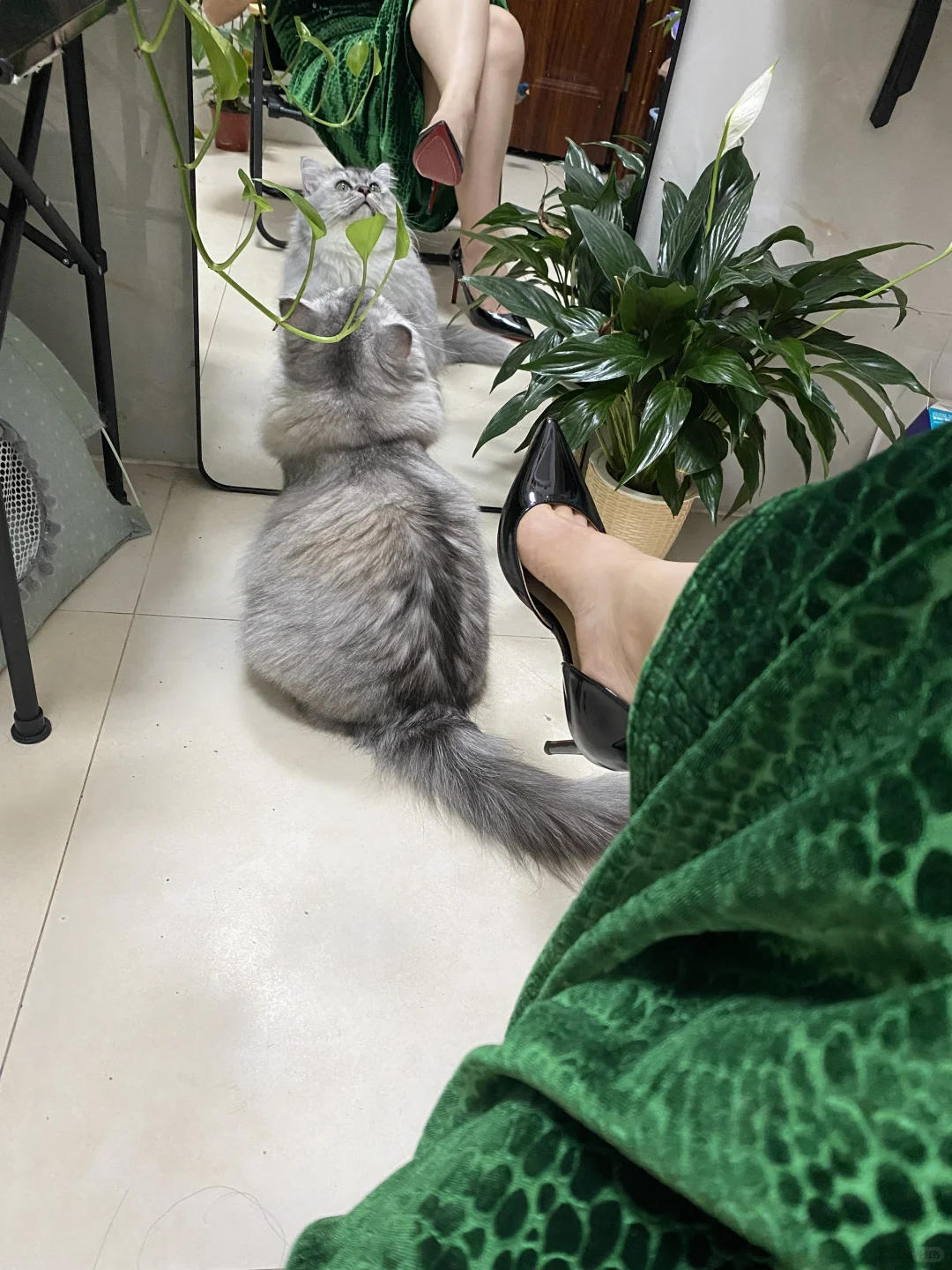 大蟒蛇