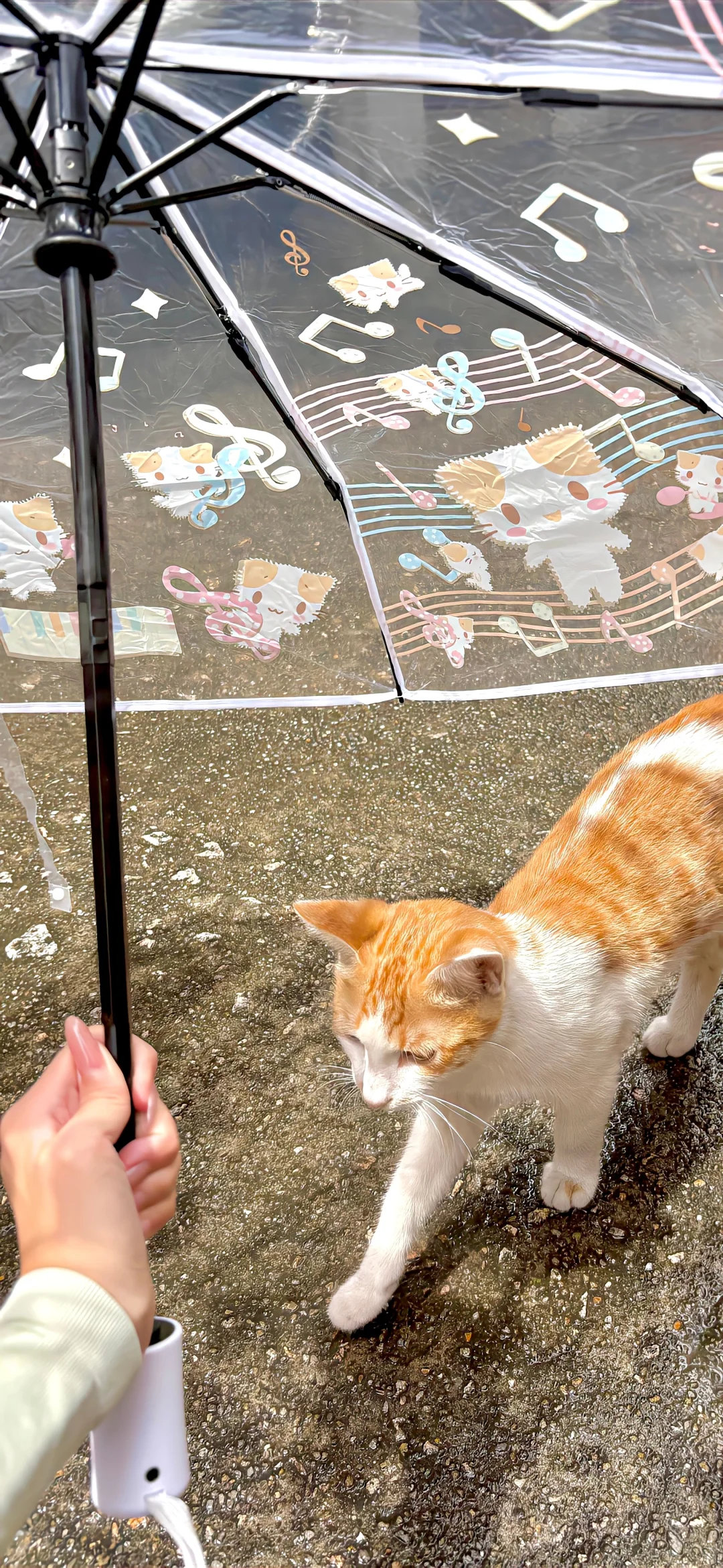 小众氛围感壁纸⊹ ˖͙͘͡★
