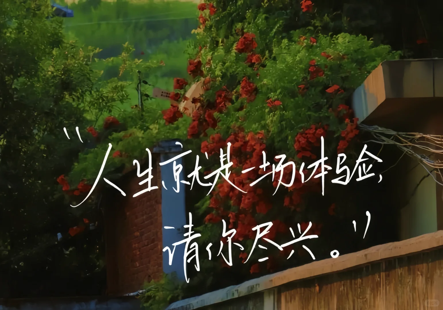 iPad壁纸分享📚文字篇11