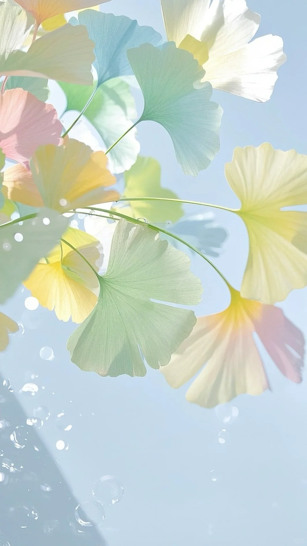 今日壁纸｜误入了银杏叶的世界🍃