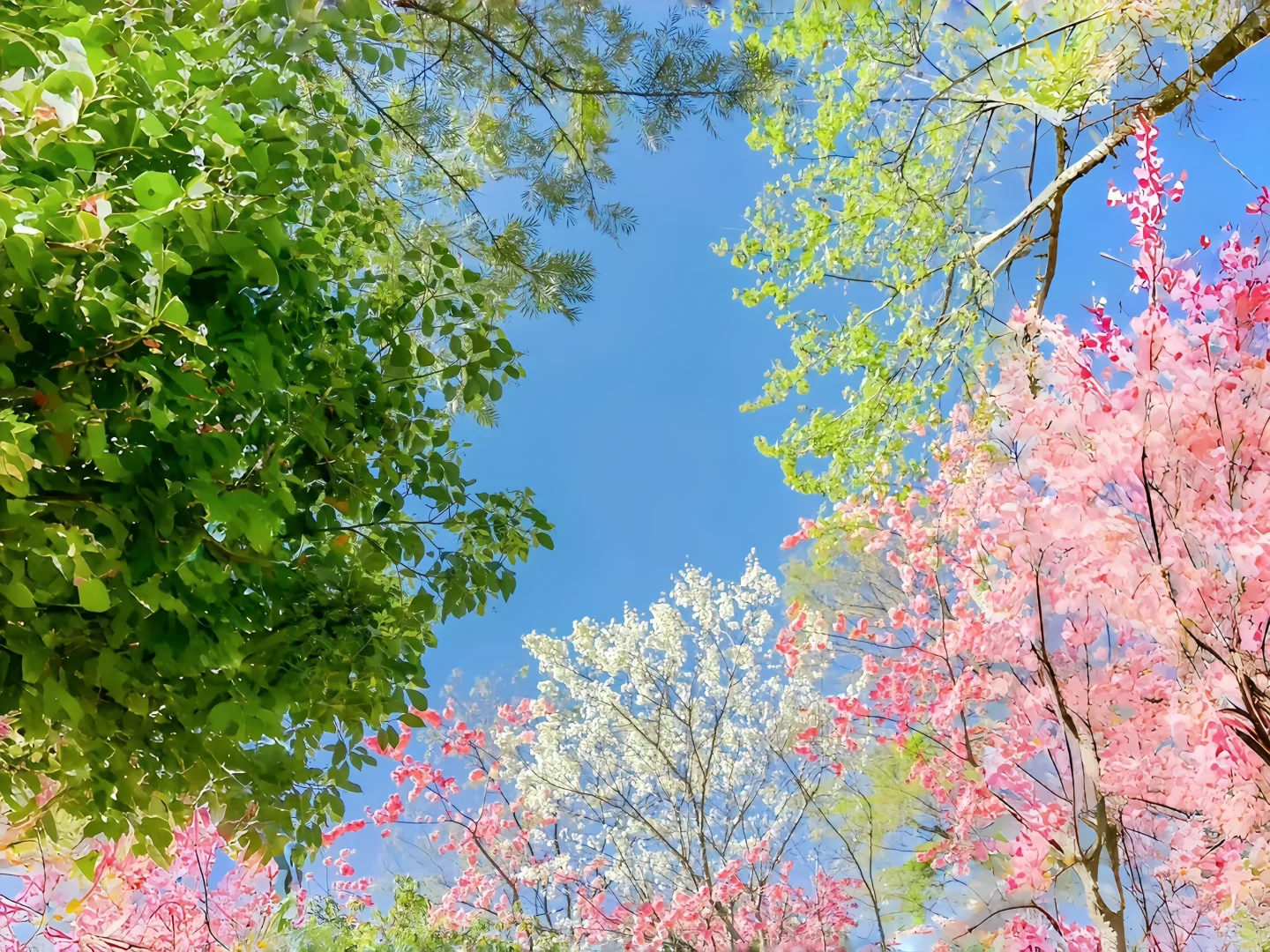 𝐒𝐡𝐚𝐫𝐞丨生命力平板电脑壁纸