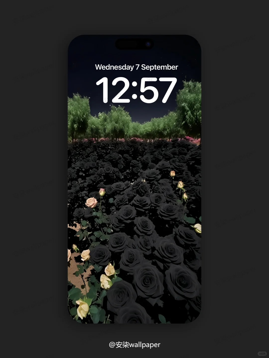 151｜风景动态壁纸 🖤黑色玫瑰