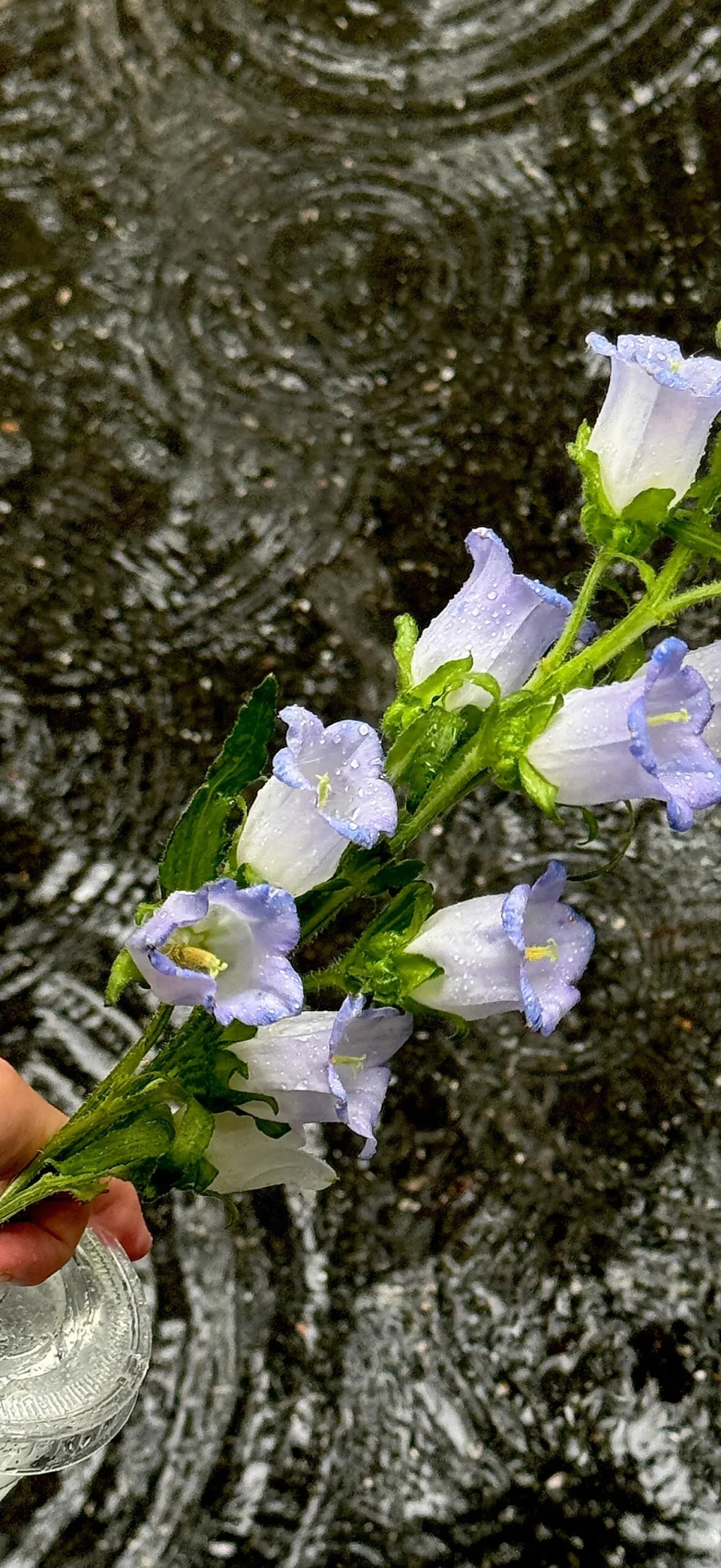 𝙎𝙝𝙖𝙧𝙚 | 今日壁纸分享