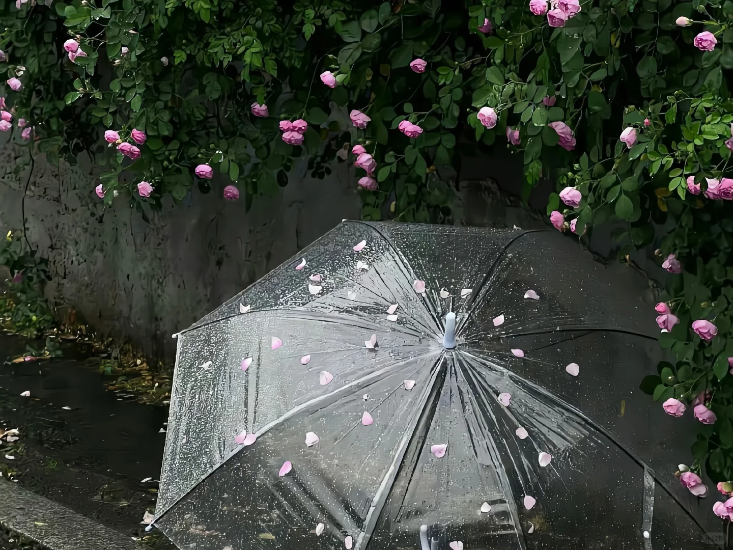 𝙒𝙚𝘾𝙝𝙖𝙩｜雨天 iPad 电脑 壁纸