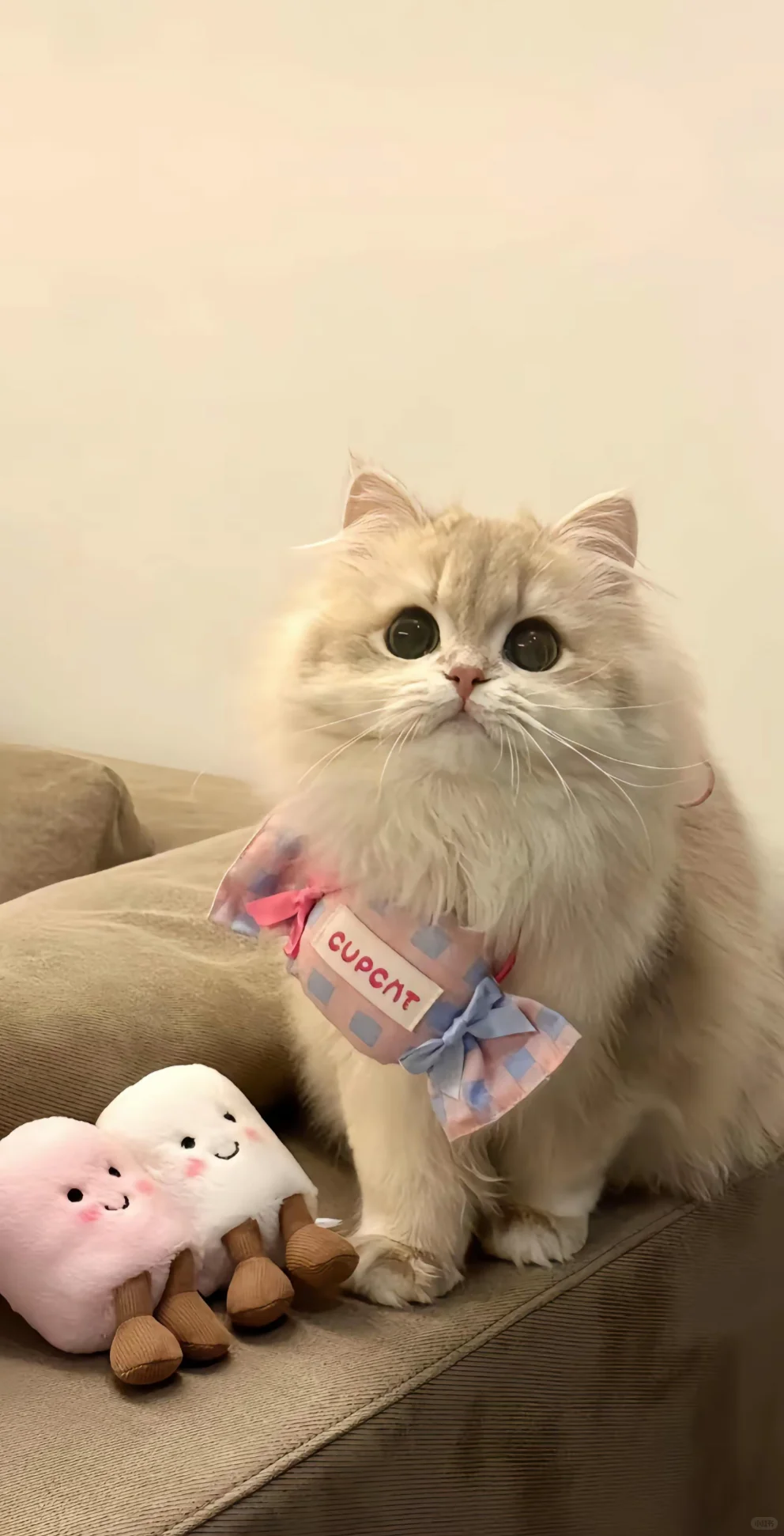 手机壁纸｜是你喜欢的猫猫呀🐱