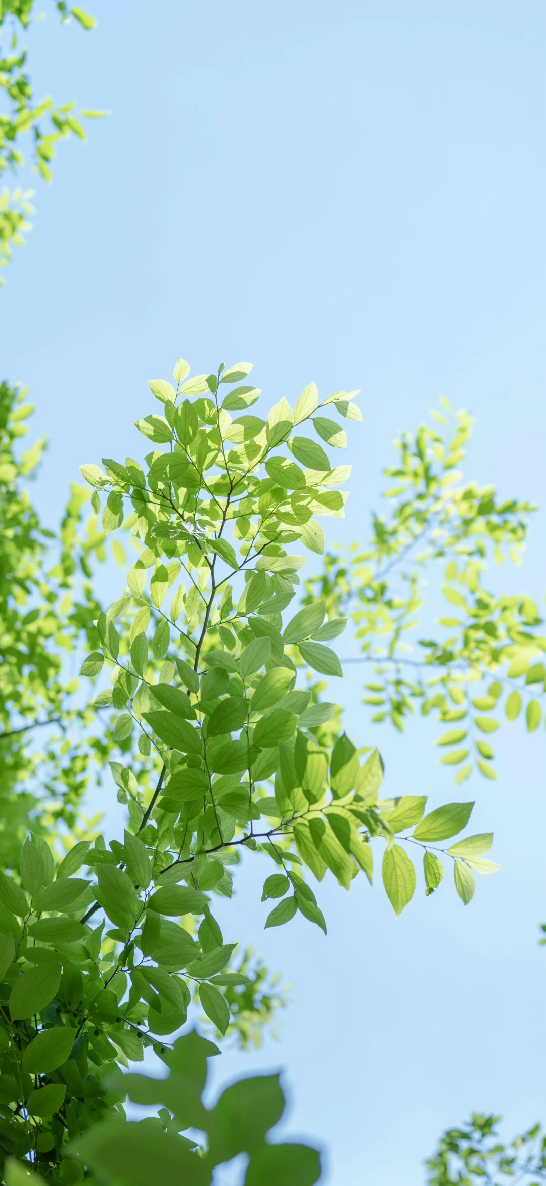 7月12日壁纸图集