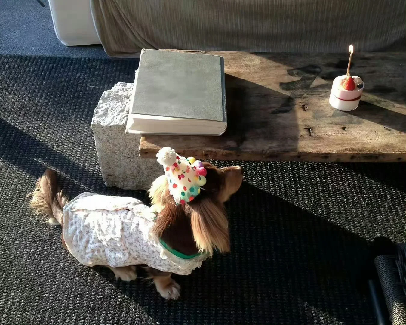 7.14 治愈系iPad壁纸 🐶◟✦✩‧₊˚🐈