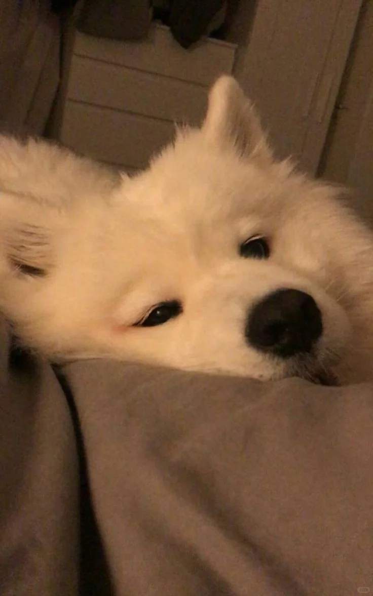 微笑天使萨摩耶，治愈系萌宠壁纸来袭💕