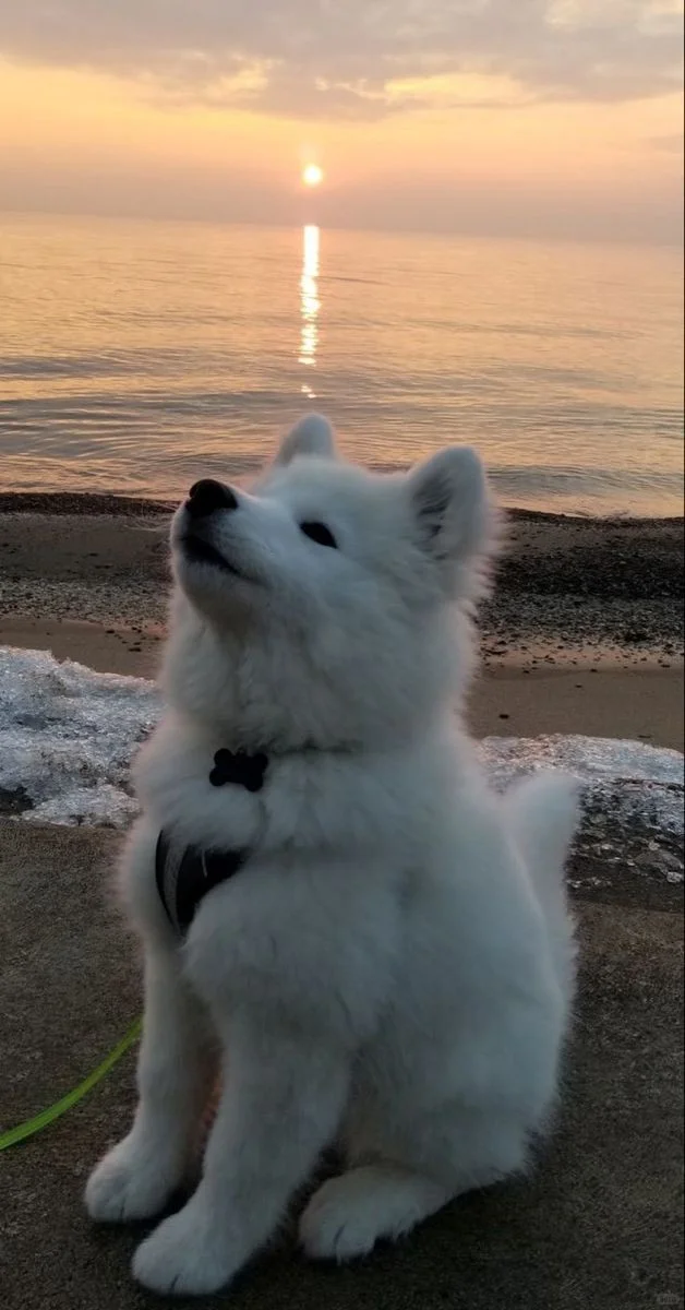 微笑天使萨摩耶，治愈系萌宠壁纸来袭💕