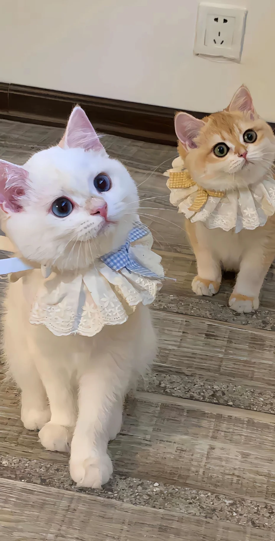 手机壁纸｜是你喜欢的猫猫呀🐱