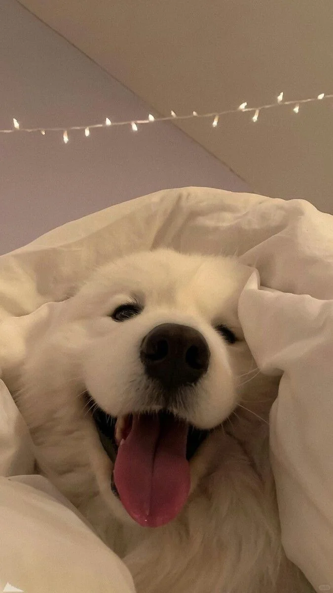 微笑天使萨摩耶，治愈系萌宠壁纸来袭💕