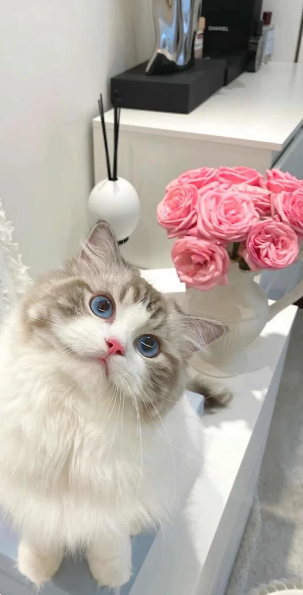 手机壁纸｜是你喜欢的猫猫呀🐱
