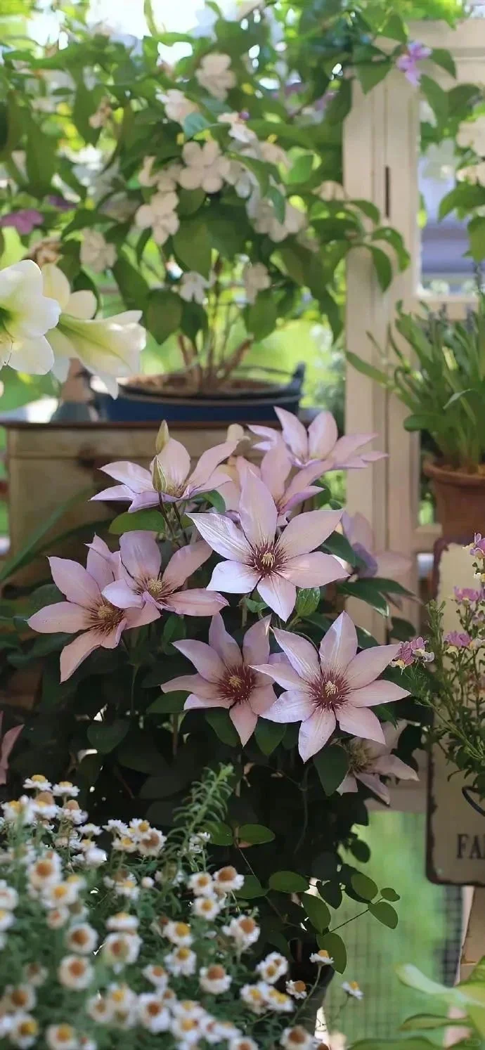 🦋sʜᴀʀᴇ·壁纸 春日系壁纸