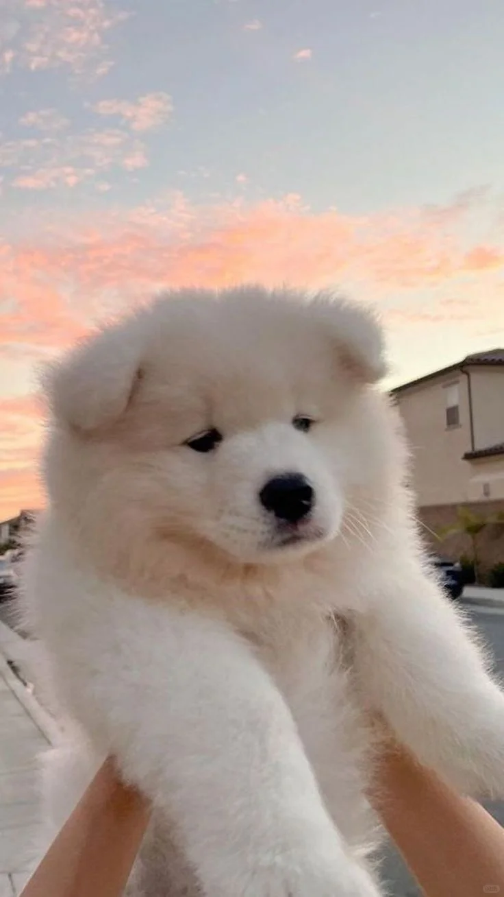 微笑天使萨摩耶，治愈系萌宠壁纸来袭💕