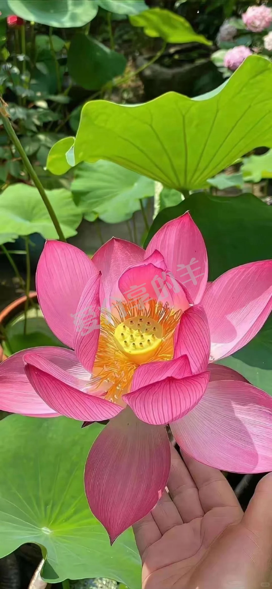 ☀适合夏日的荷花壁纸真的爱了！