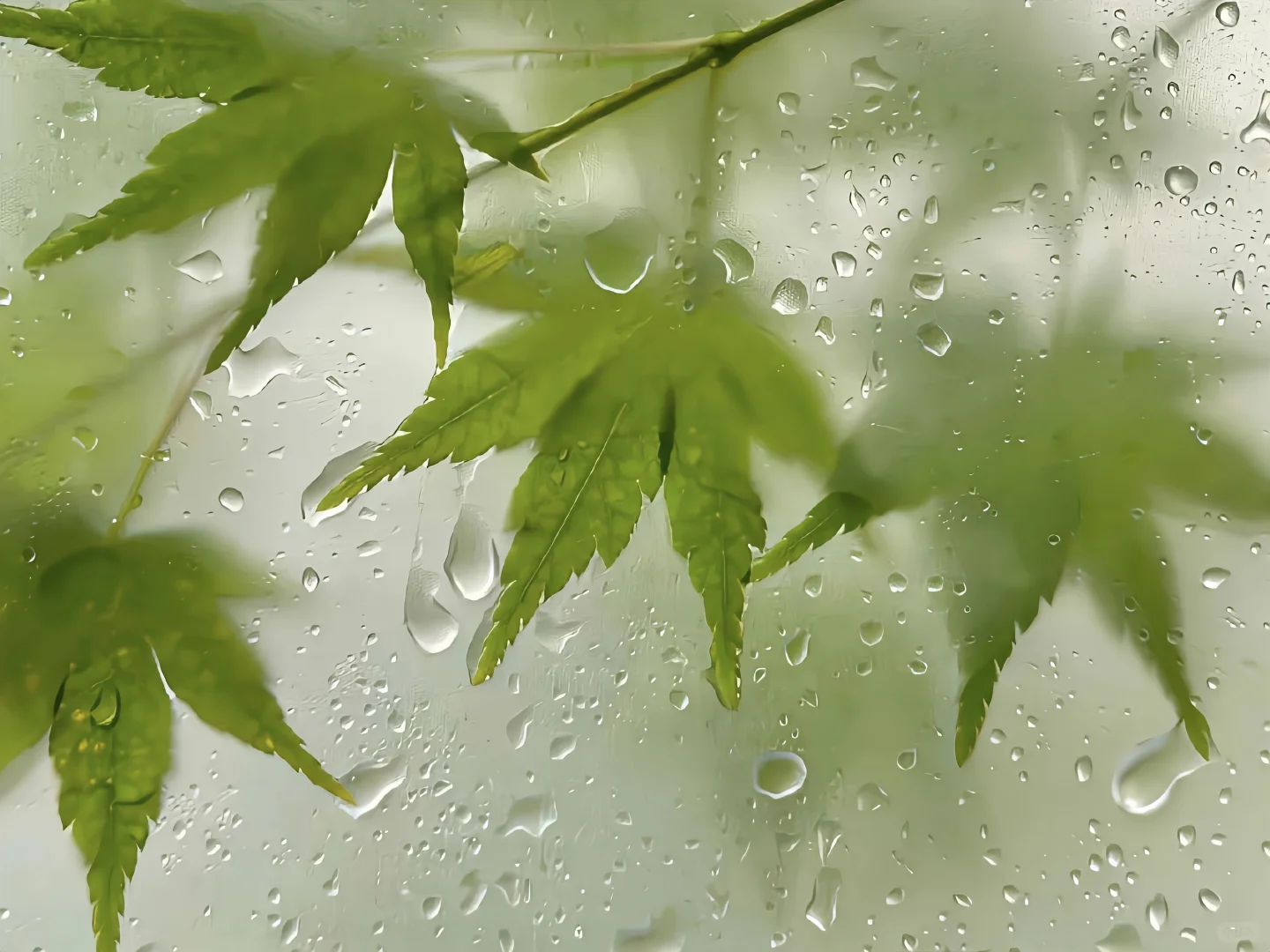 𝙒𝙚𝘾𝙝𝙖𝙩｜雨天 iPad 电脑 壁纸
