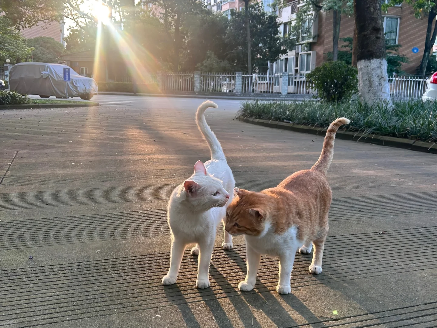 7.14 治愈系iPad壁纸 🐶◟✦✩‧₊˚🐈
