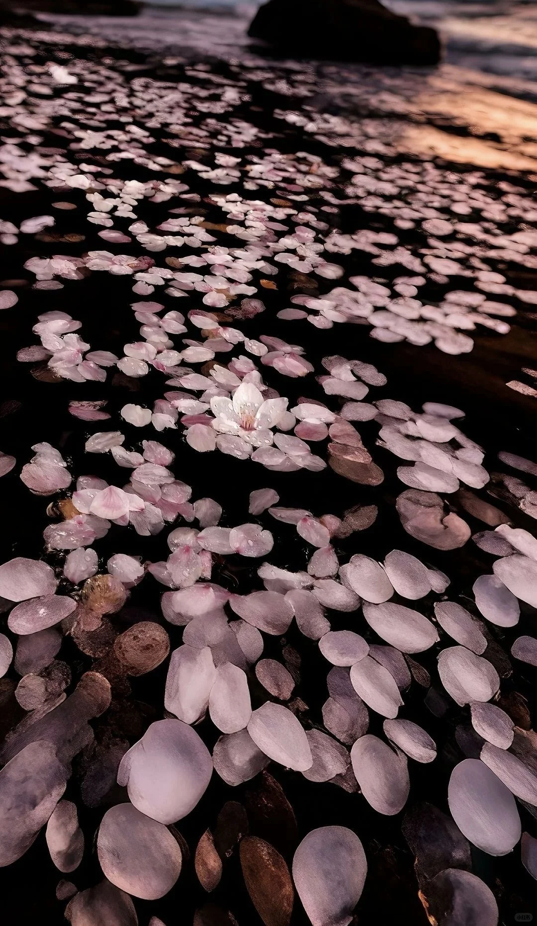 𝑾𝒆𝑪𝒉𝒂𝒕·夏日限定壁纸