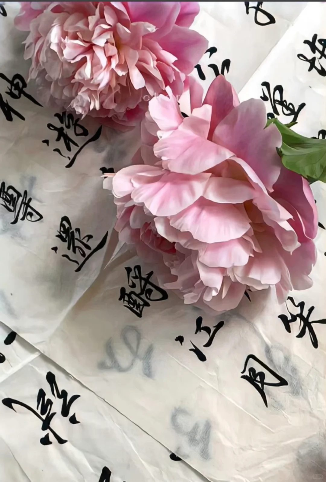 好运莲莲🪷壁纸