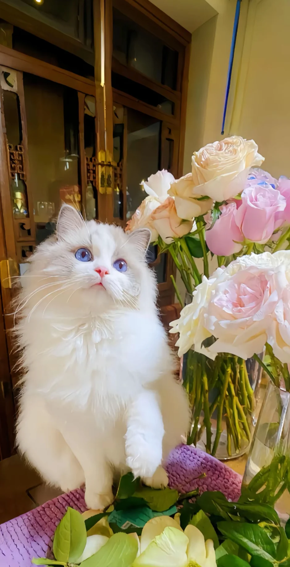 手机壁纸｜是你喜欢的猫猫呀🐱