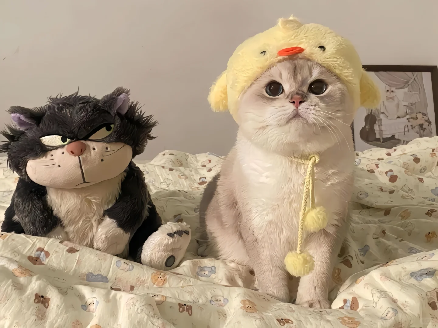 iPad壁纸💛猫猫狗狗16
