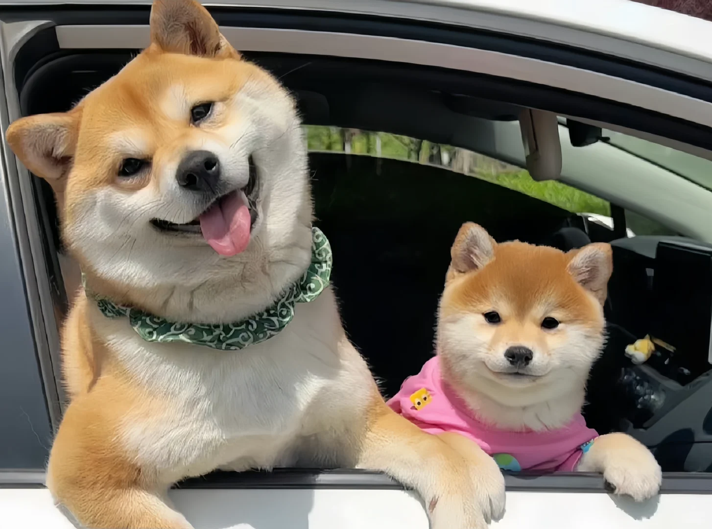 iPad壁纸💛猫猫狗狗16