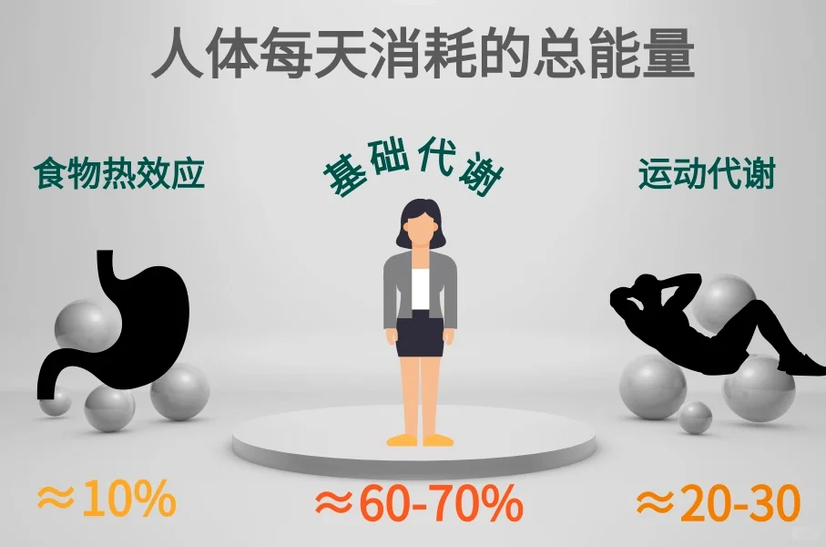 基础代谢率计算方式