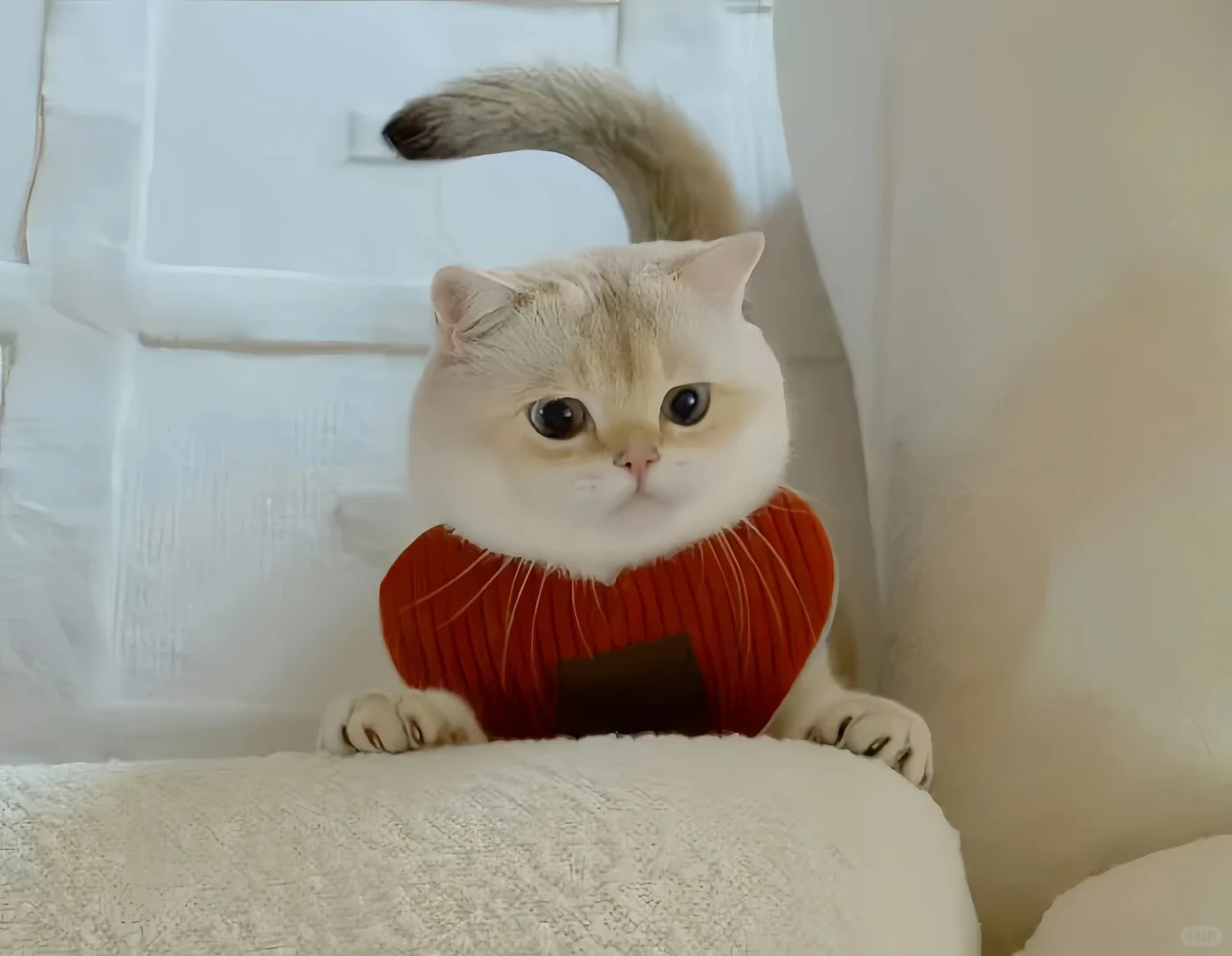 iPad壁纸💛猫猫狗狗16
