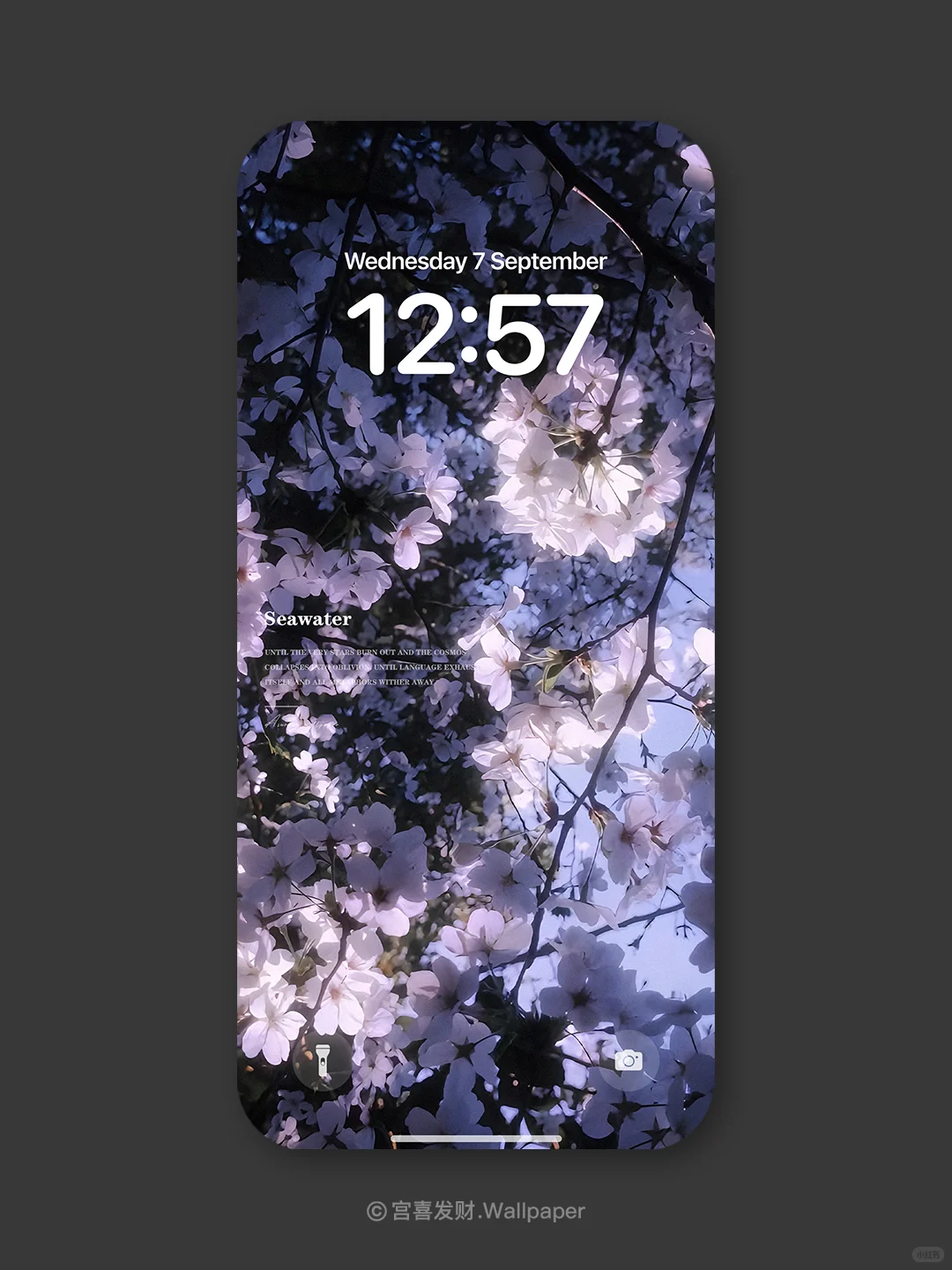 樱下绮梦花瓣丨G17丨氛围感高级壁纸