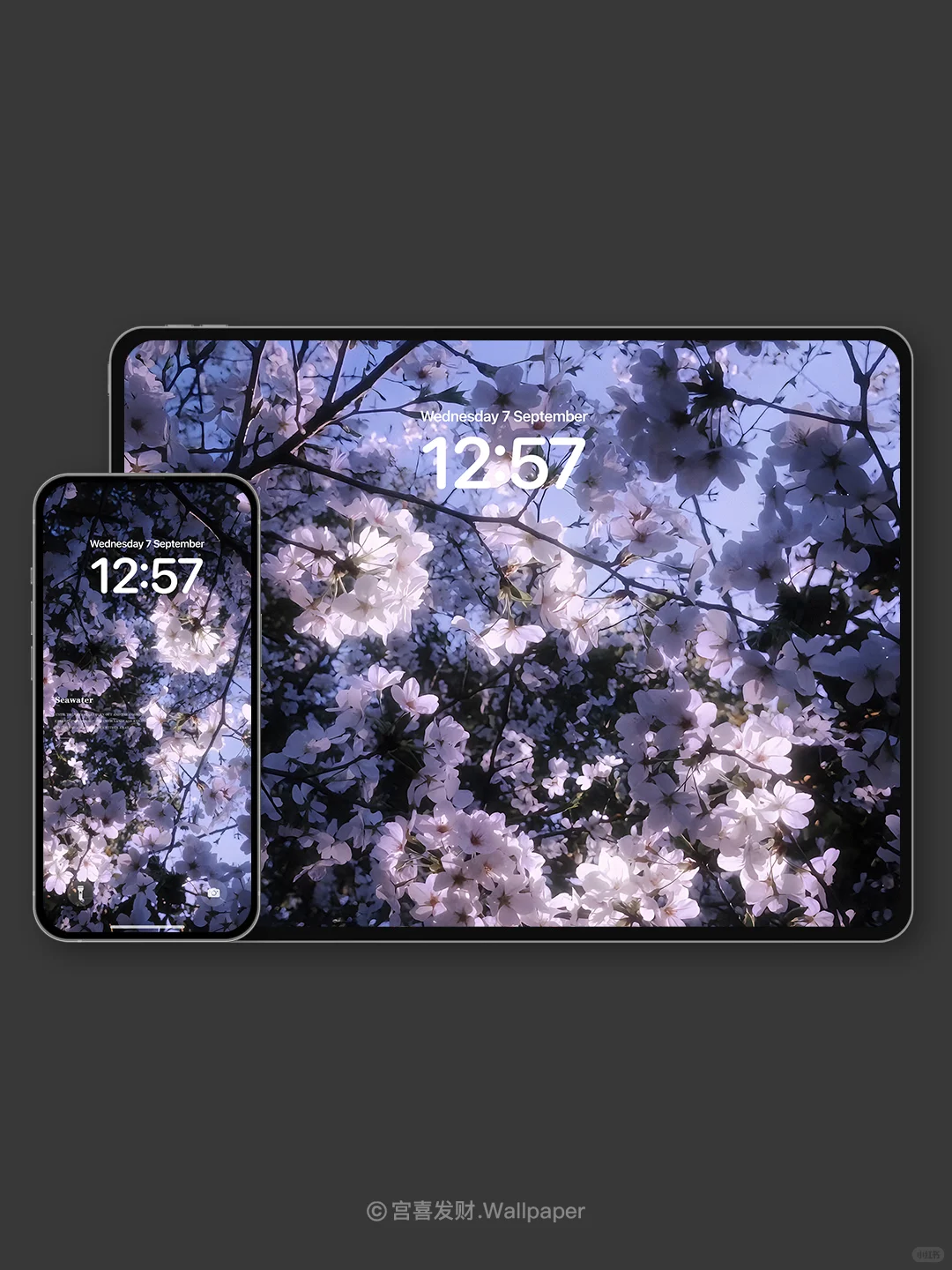 樱下绮梦花瓣丨G17丨氛围感高级壁纸