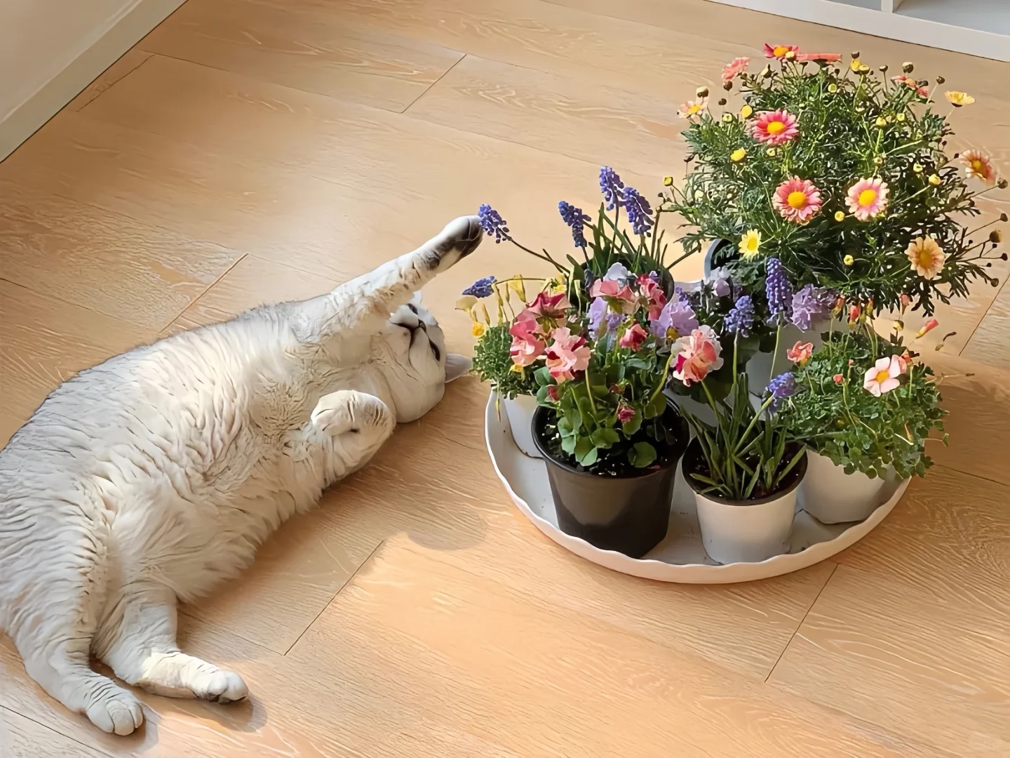 iPad壁纸💛猫猫狗狗16