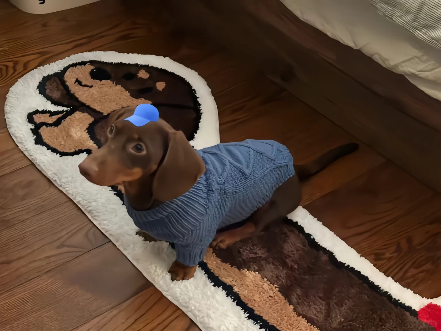 iPad壁纸💛猫猫狗狗16
