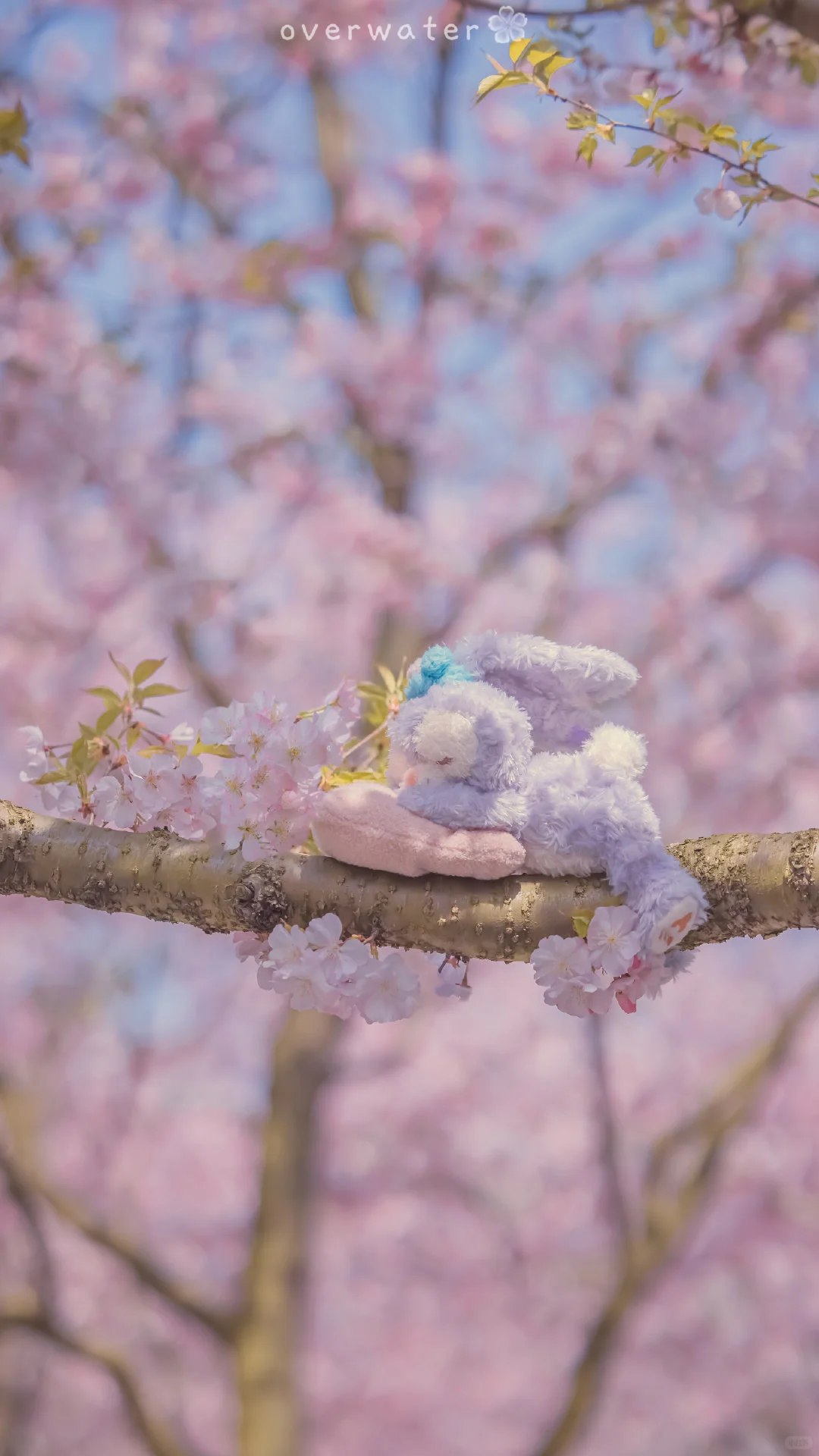 🌸一生总要来一次的地方🌸