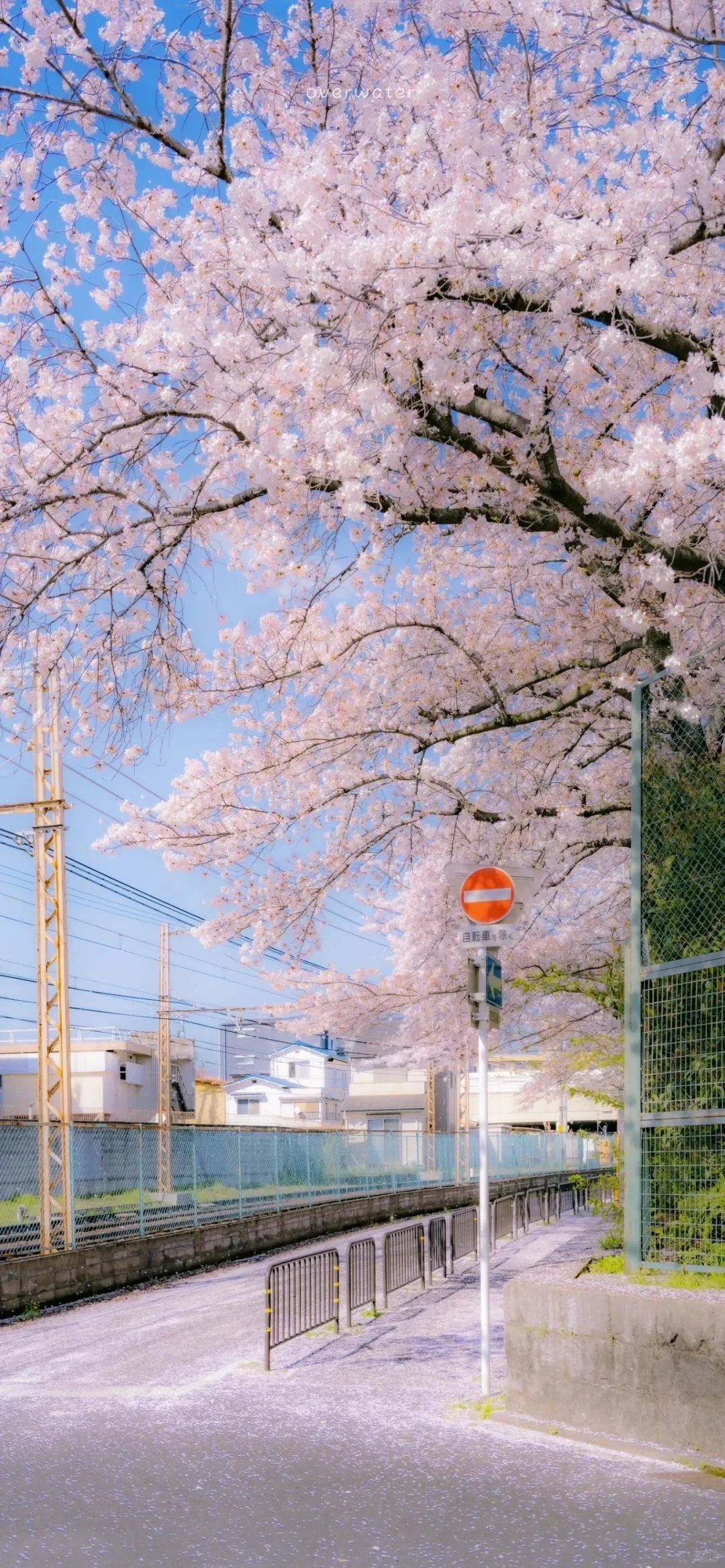 🌸一生总要来一次的地方🌸