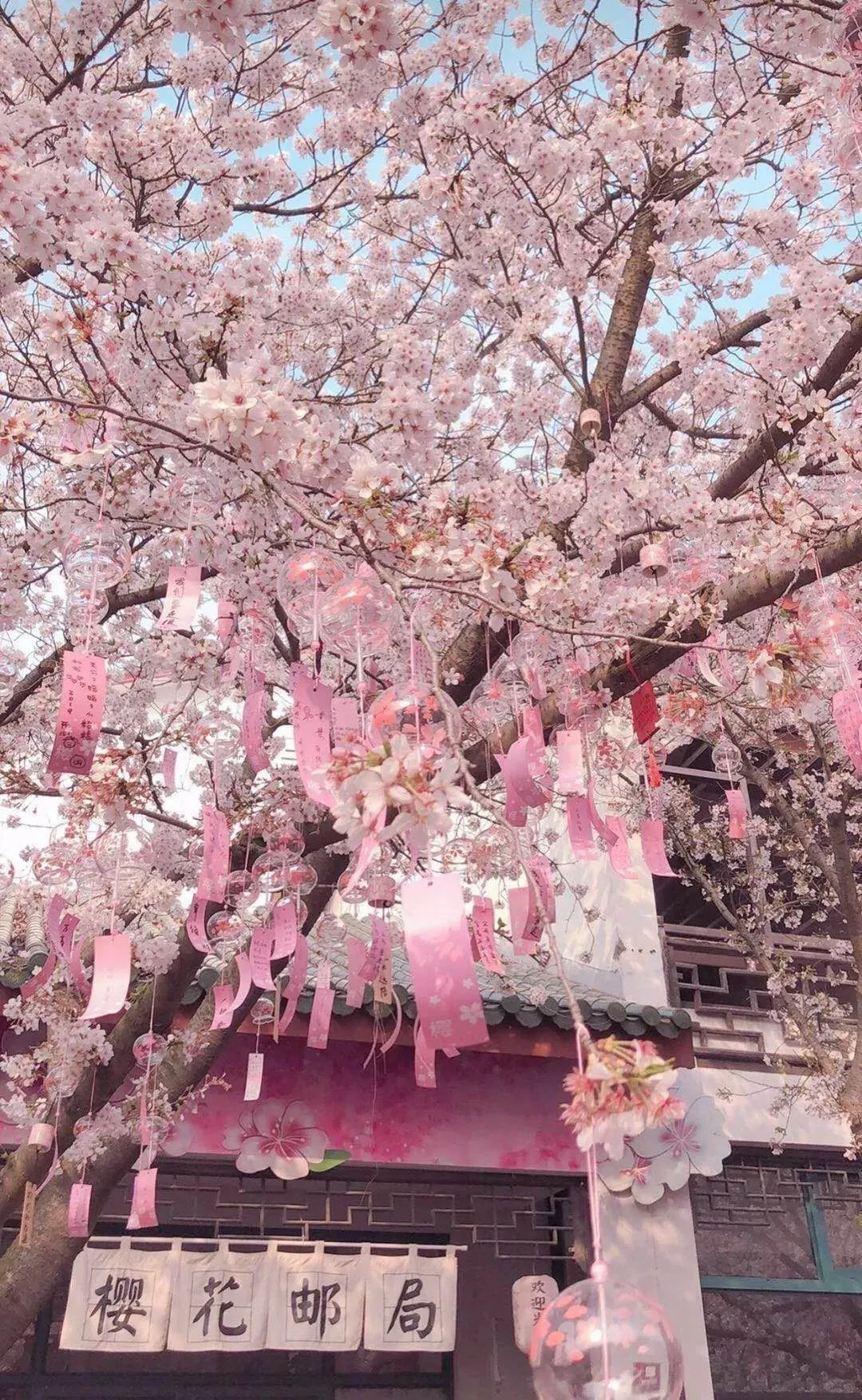 🌸一生总要来一次的地方🌸