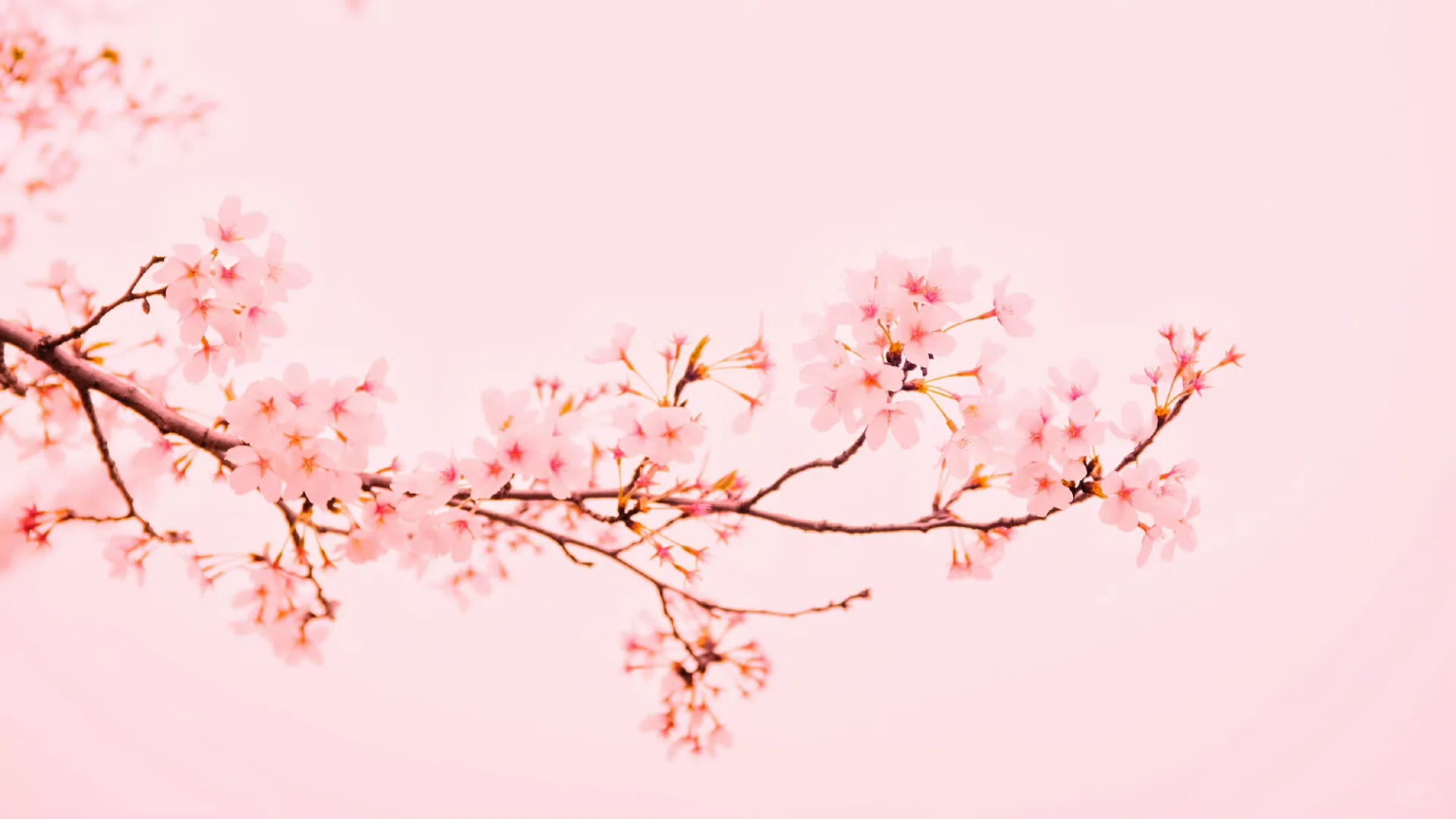 电脑❤️平板❤️壁纸