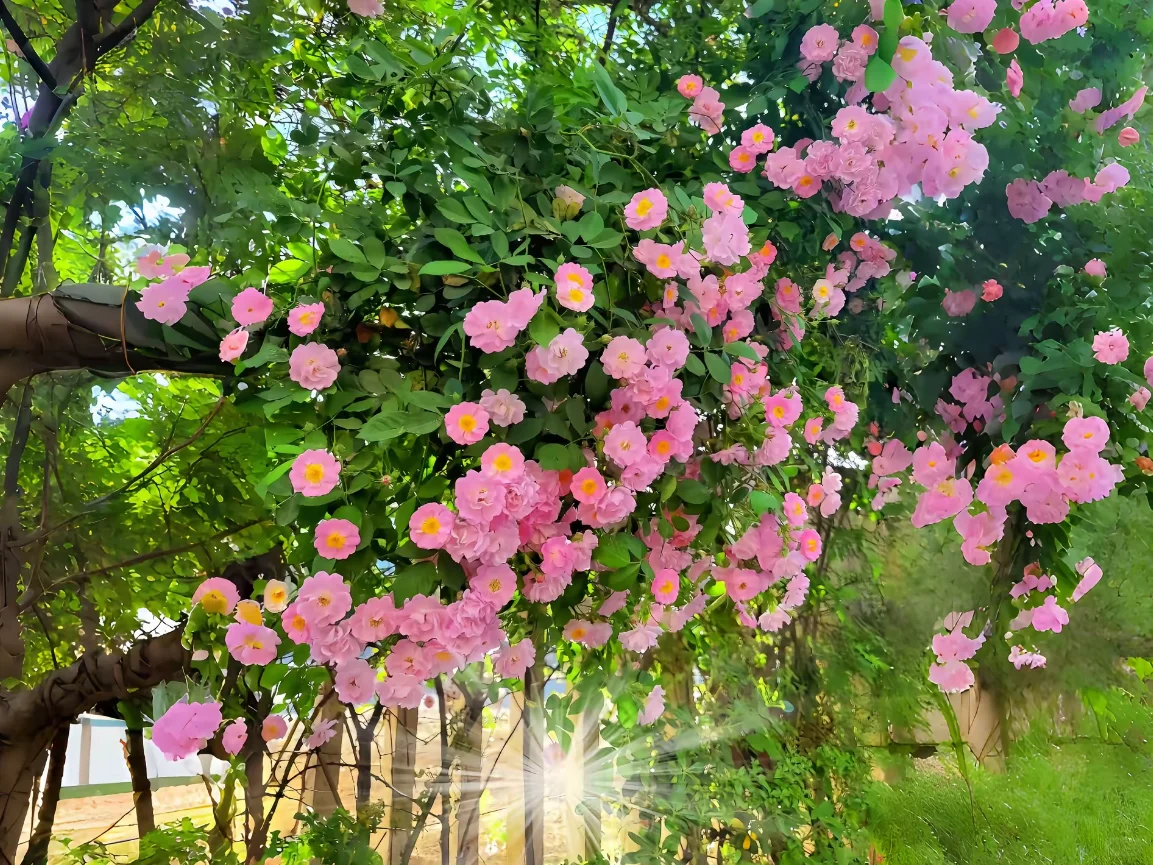 iPad壁纸|透入屏幕de云端🐰♾🦊