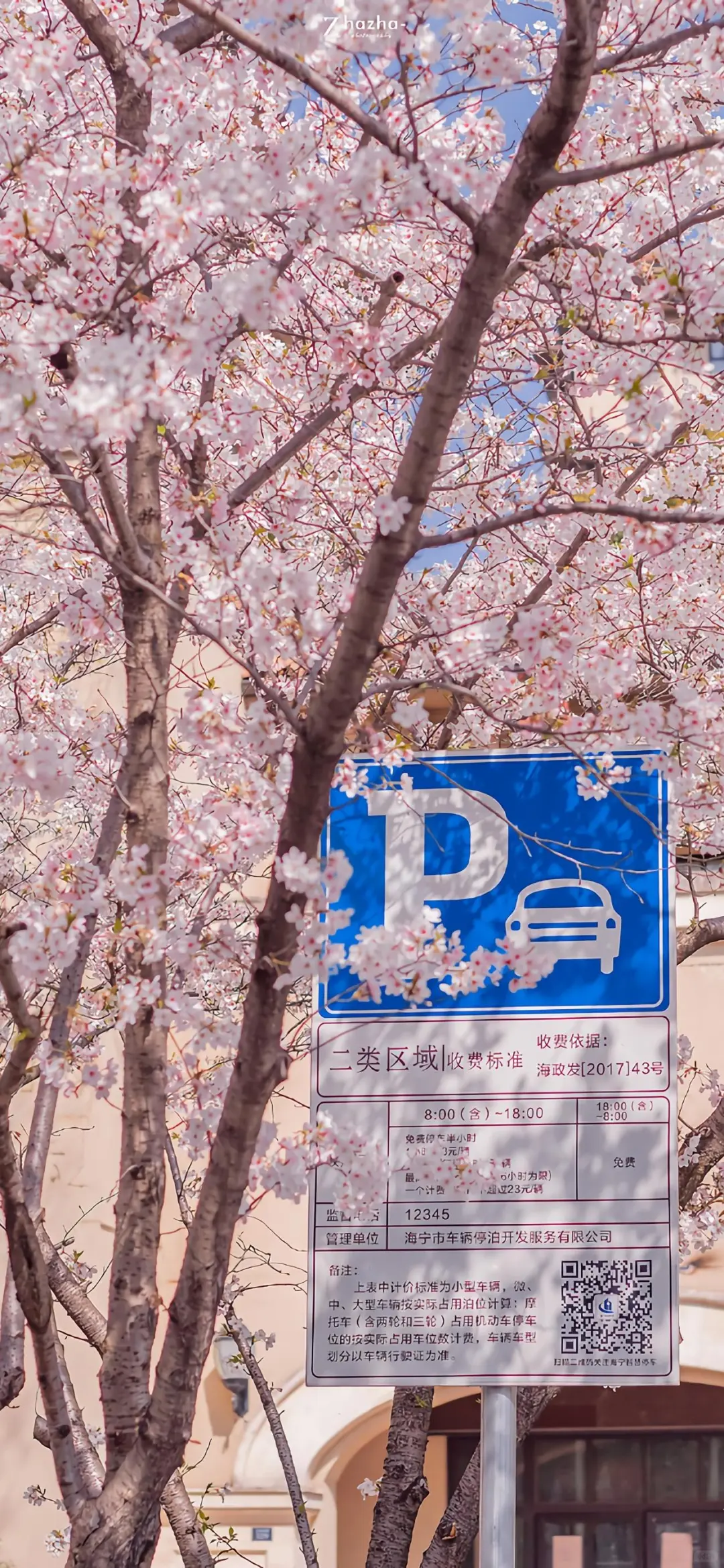 🌸一生总要来一次的地方🌸