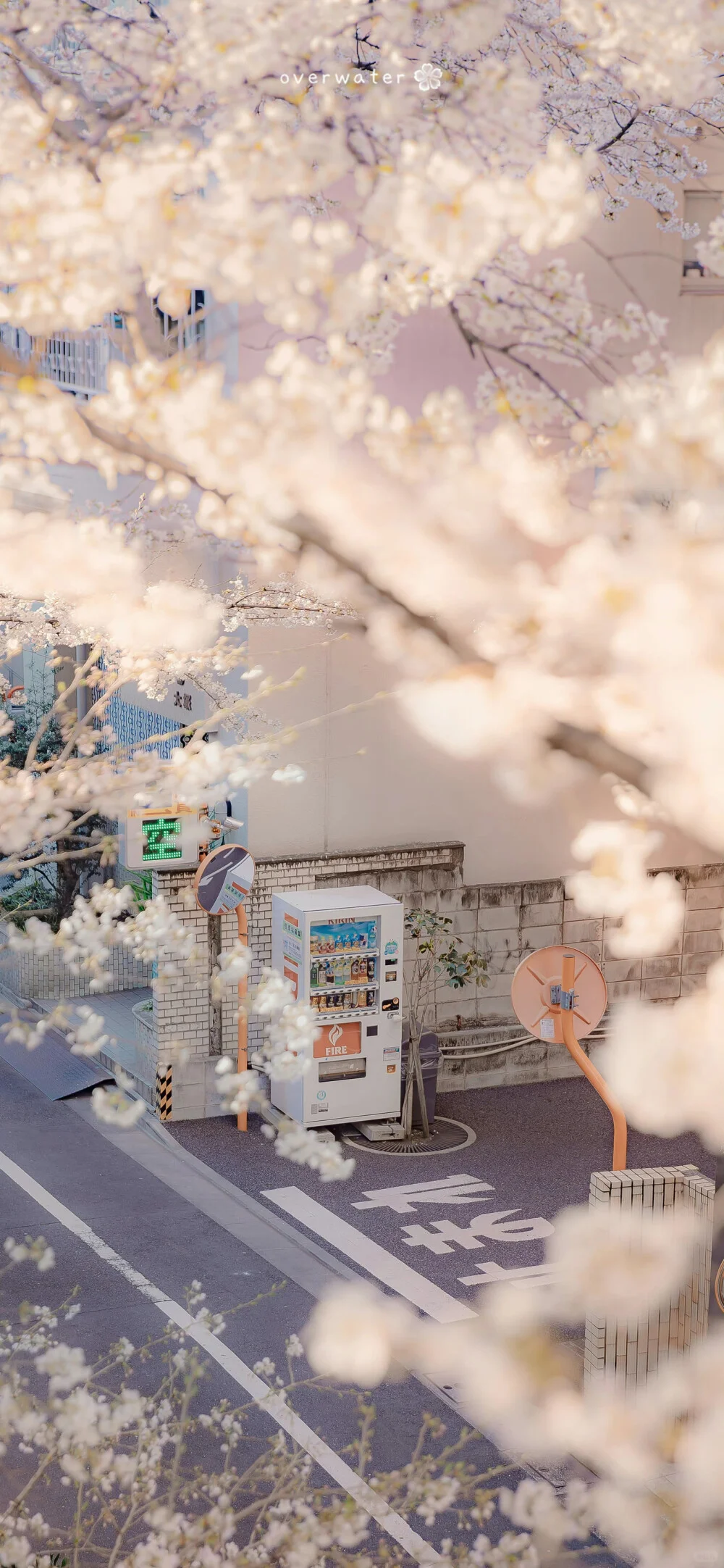 🌸一生总要来一次的地方🌸