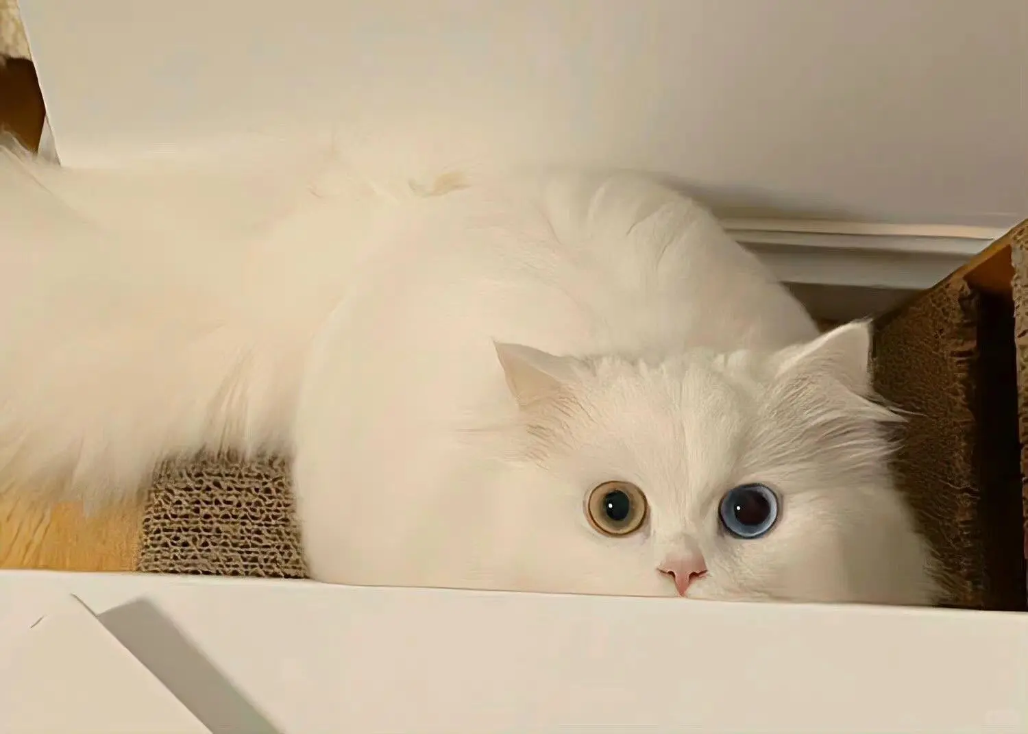 ipad猫猫壁纸