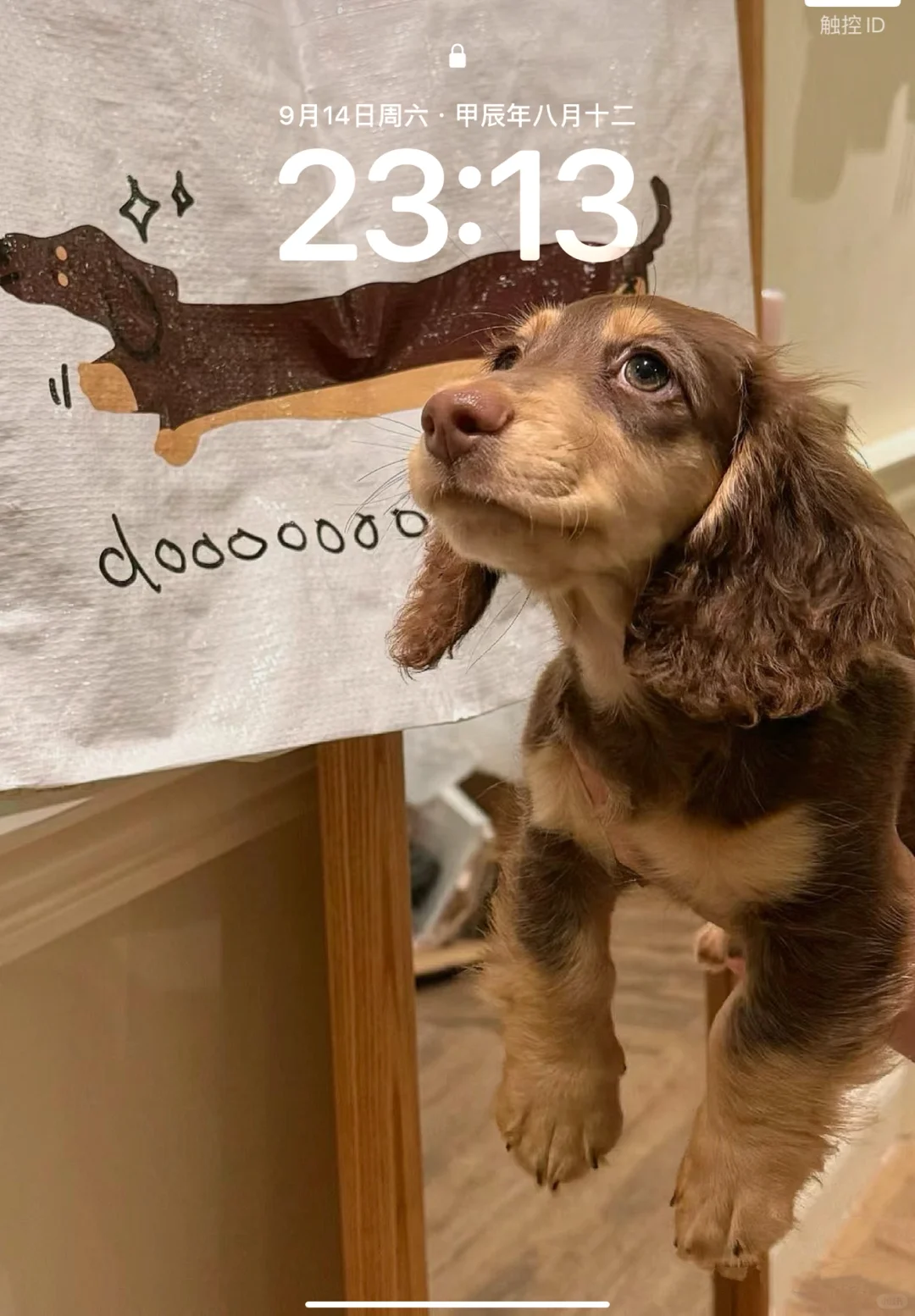 iPad壁纸｜小狗狗 腊肠犬