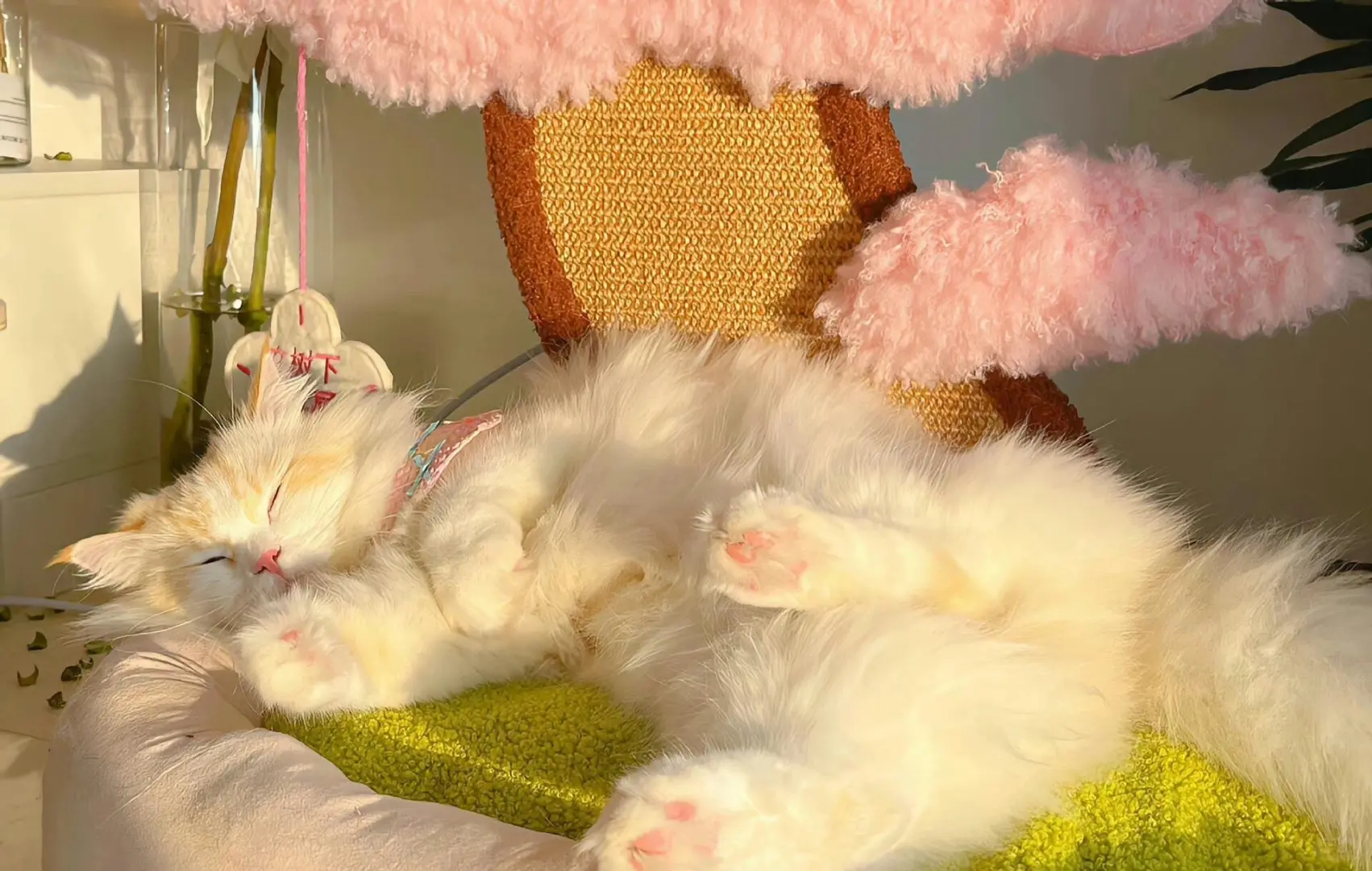 ipad猫猫壁纸