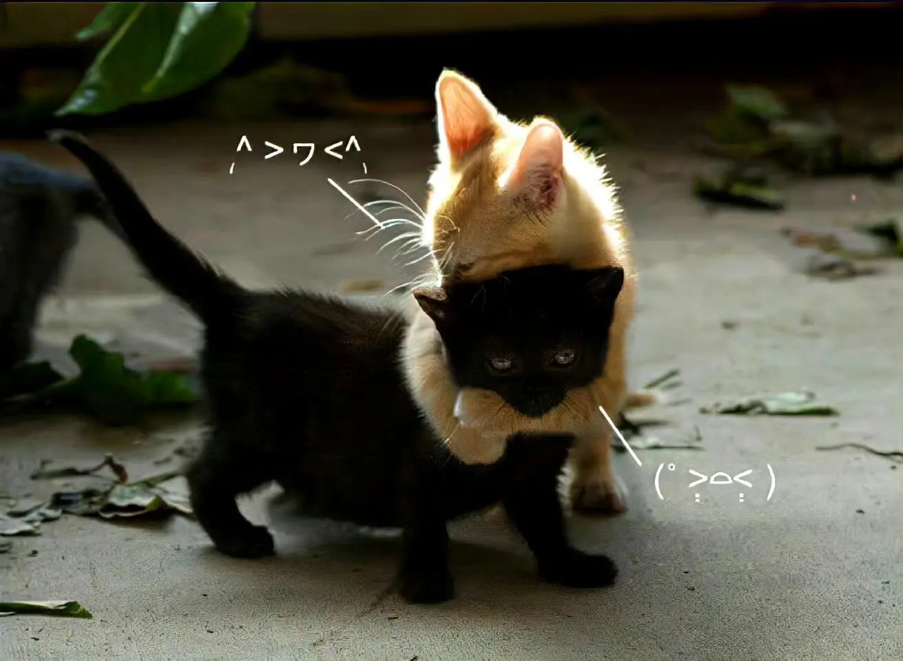 ipad猫猫壁纸