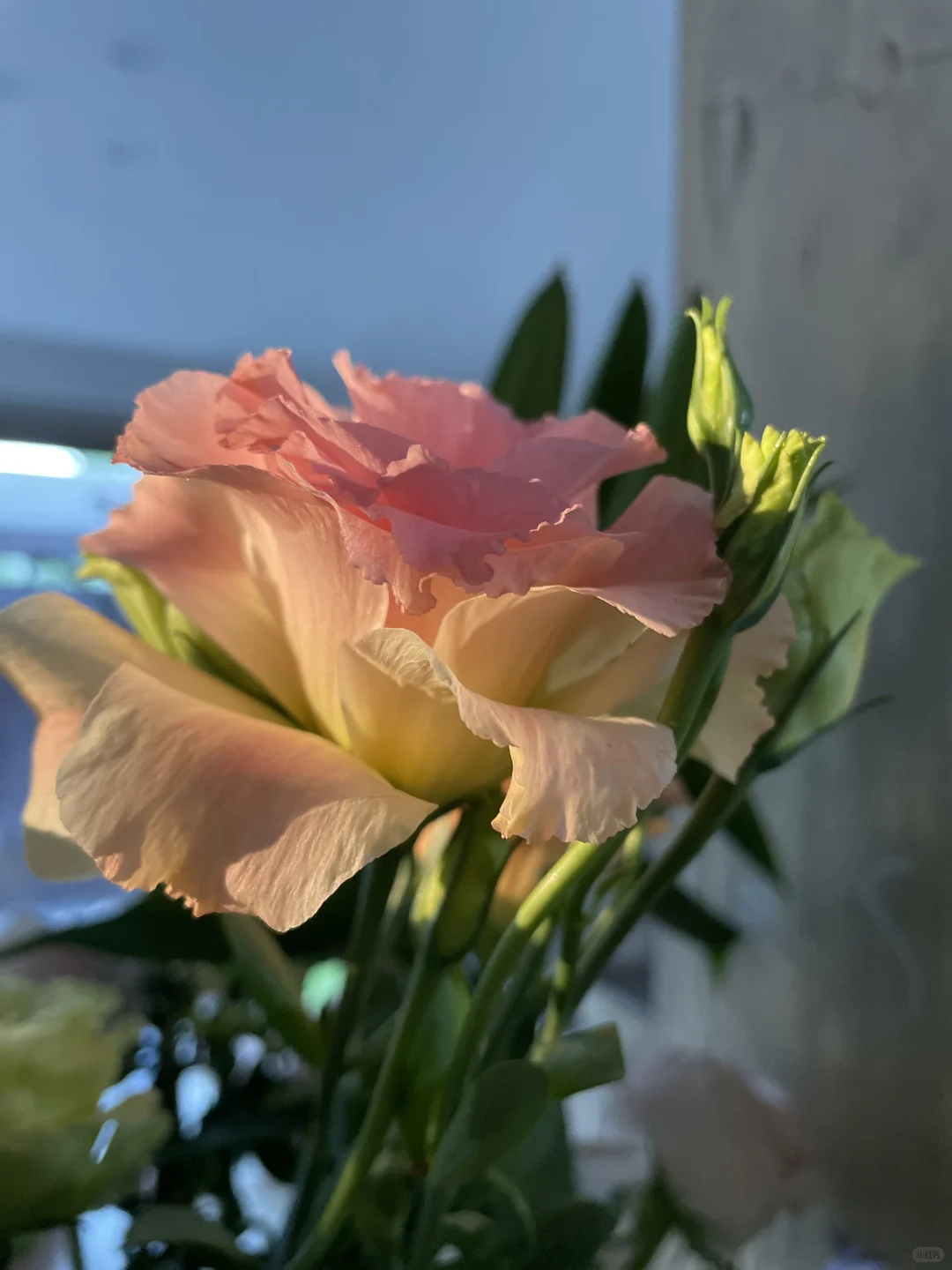 发现一些超有夏天氛围的壁纸