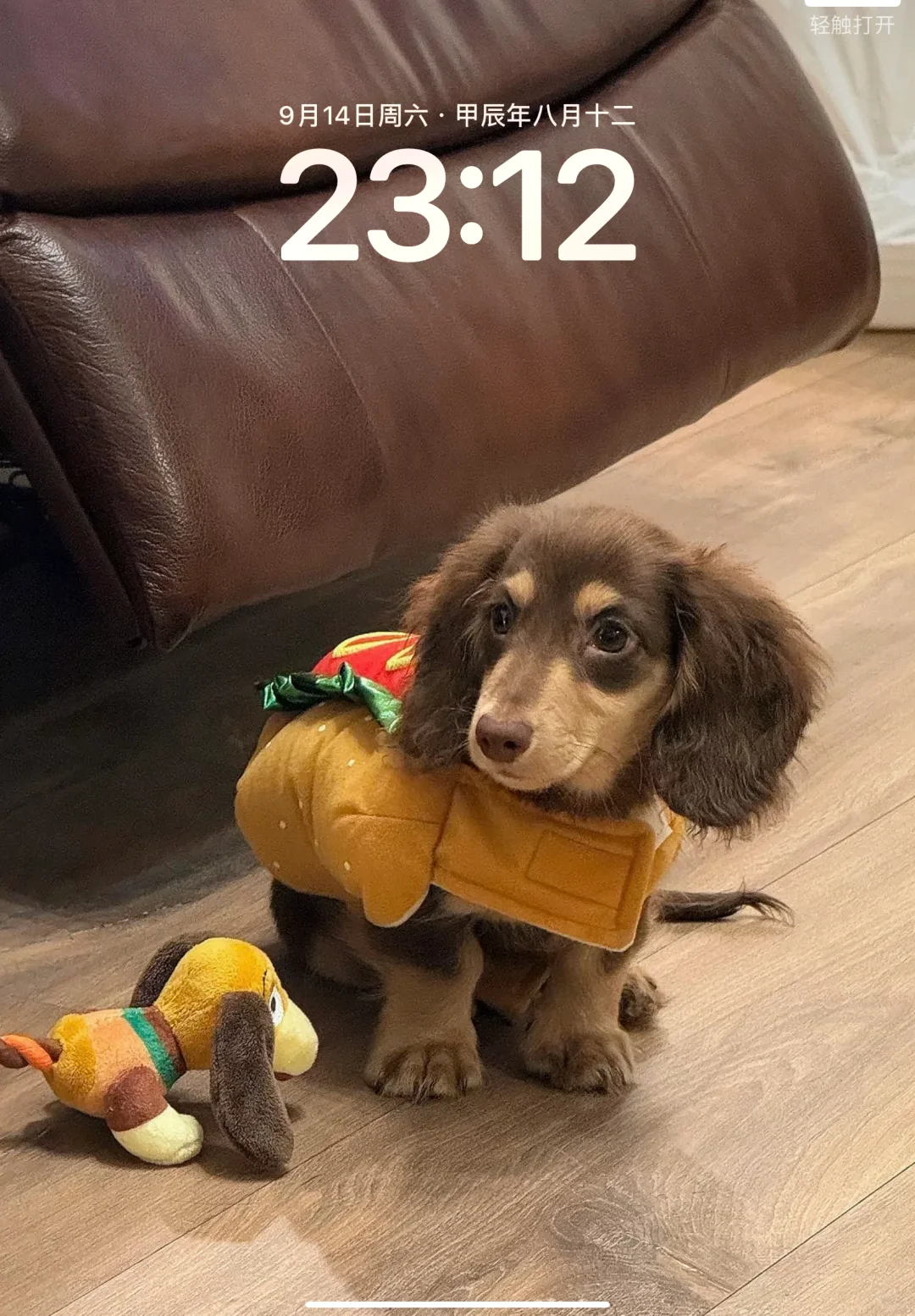 iPad壁纸｜小狗狗 腊肠犬